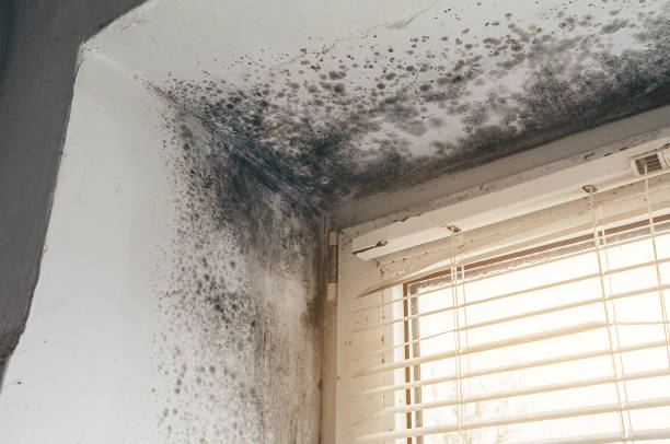 Affordable Black Mold Remediation solutions in Marshall, MN